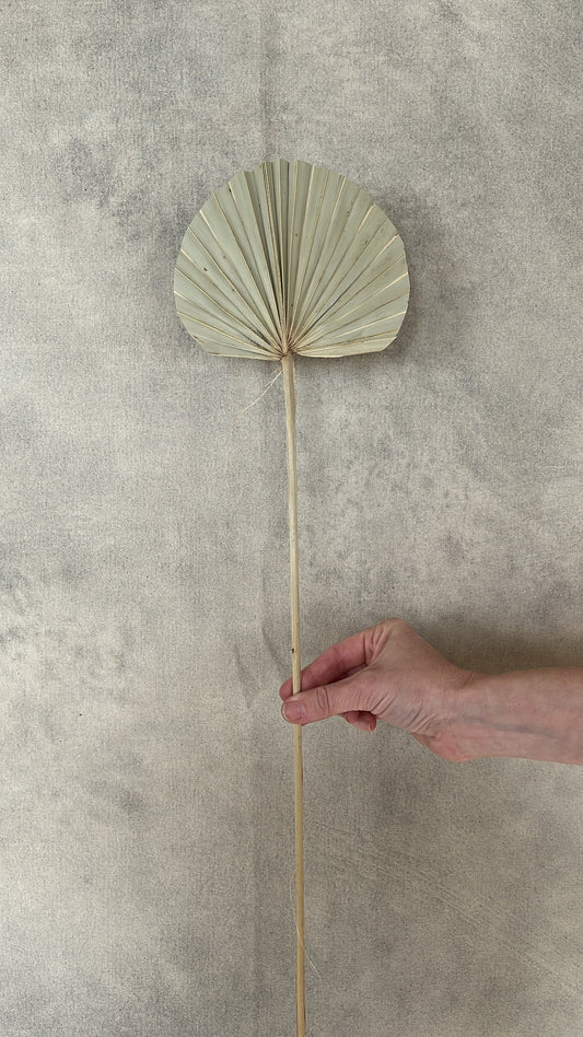 Dried Rounded Palm Spear