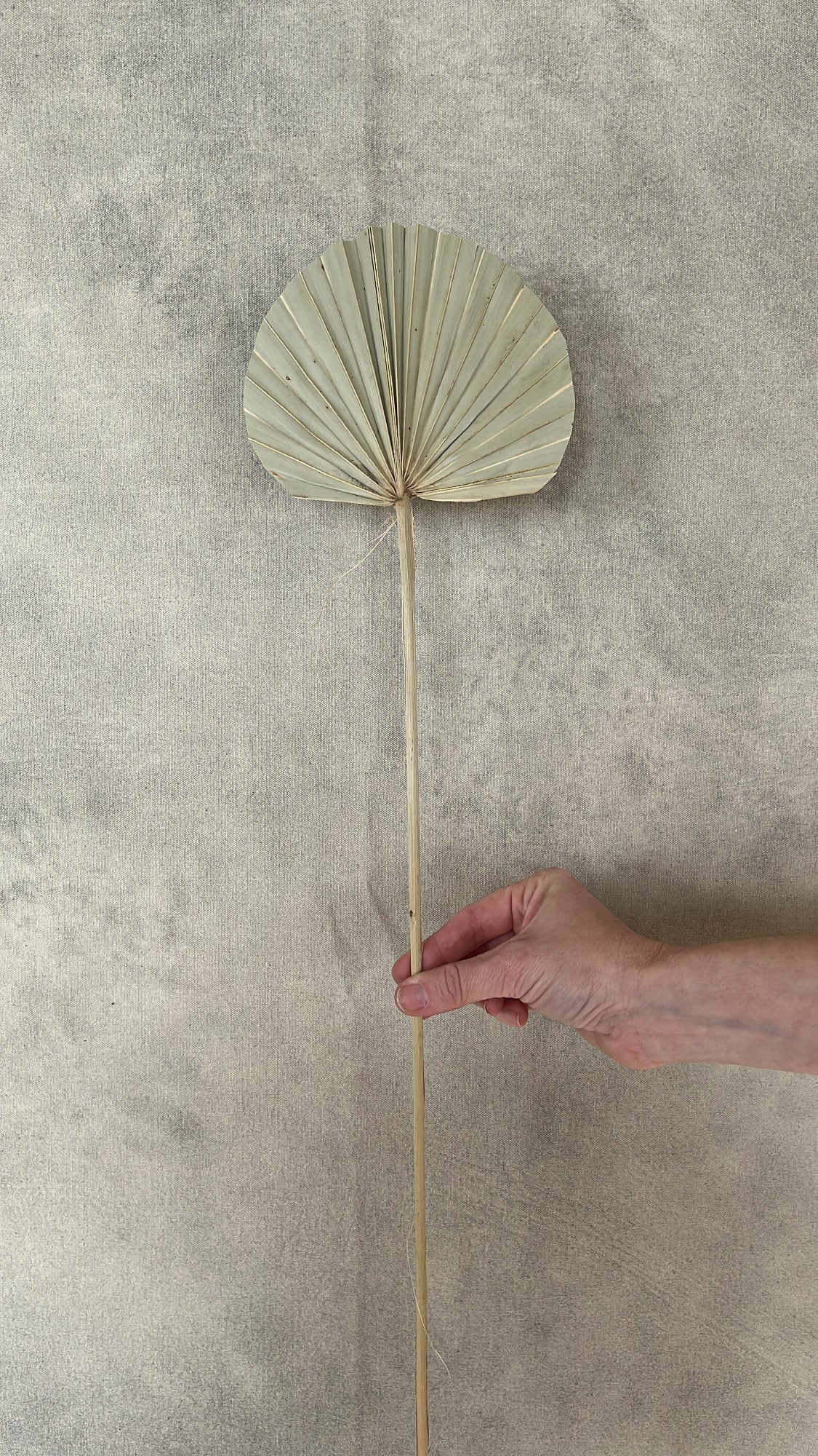 Dried Rounded Palm Spear